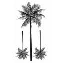 Lil Palm Trees